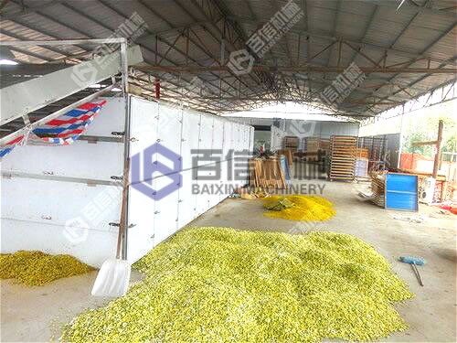 懷菊花烘干設備現場